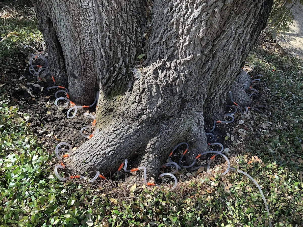 Detailed Tree Cabling and Bracing job site in Chandlersville