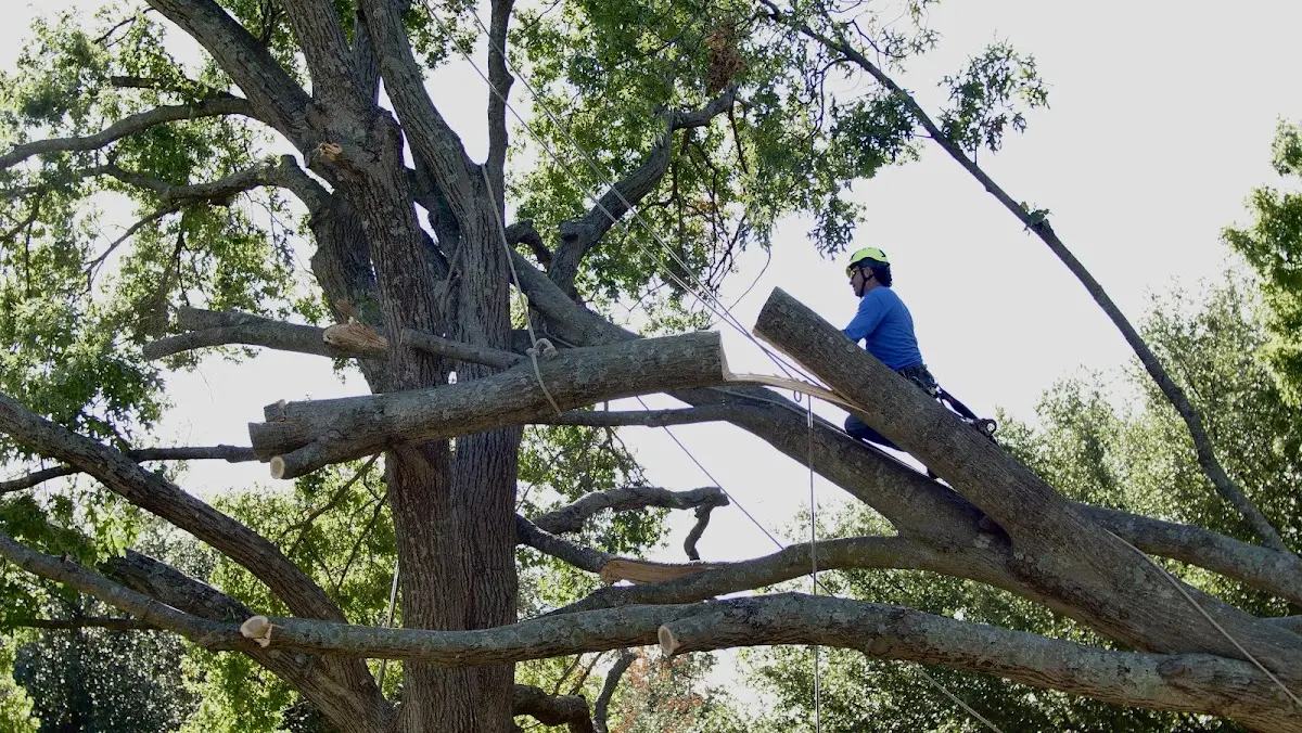 Professional Crown Thinning performed by certified arborists in Chandlersville