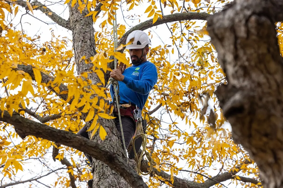 Skilled Tree Pruning crew working in Chandlersville